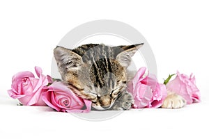 Gattino dormire fra rosa rose 