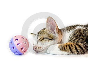 Kitten sleeping with ball