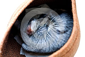 The kitten is sleeping in a basket. Breed Cornish Rex, gray. Top view 