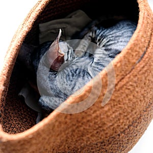 The kitten is sleeping in a basket. Cornish Rex. The face is not visible