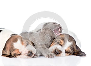 Kitten sleeping with basset hound puppies. Focus on cat. isolated