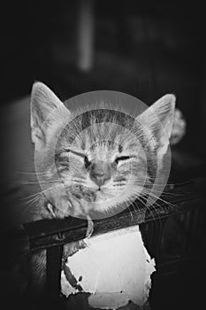 Kitten sleeping in black and white colors photo