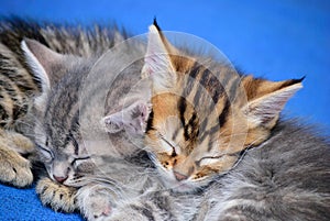 Kitten sleeping on a blue background