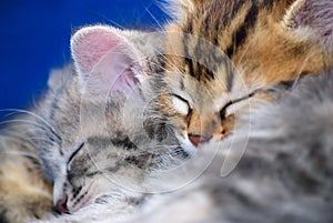 Kitten sleeping on a blue background