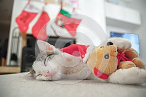 Kitten sleeping, Christmas and New Year, portrait cat on a sofa color background. Santa, presents. Warm house