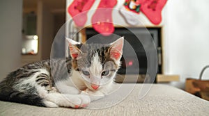 Kitten sleeping, Christmas and New Year, portrait cat on a sofa color background. Santa, presents. Warm house