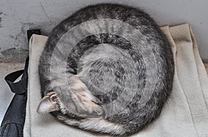 Kitten sleeping curled