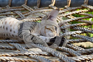 Kitten Sleeping Cute Cat Portrait, Animal Looking Pet Brown Domesti