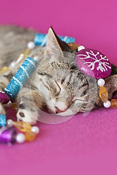 Kitten sleeping decorated with purple and blue sugarplum peppermint tree garland