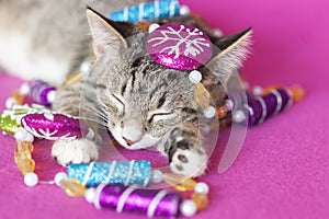 Kitten sleeping decorated with purple and blue sugarplum peppermint tree garland