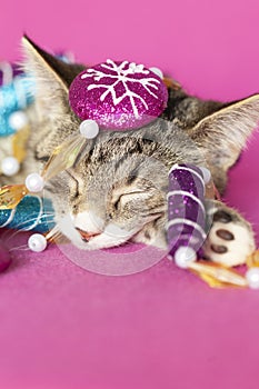 Kitten sleeping decorated with purple and blue sugarplum peppermint tree garland