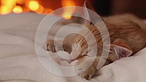 Kitten sleeping at the fireplace in the evening