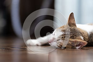 A kitten is sleeping on a floor