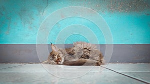Kitten sleeping on floor, blue wall on background