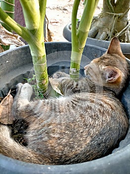 kitten is sleeping in a green plant pot