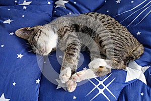 Kitten sleeping on a mattress