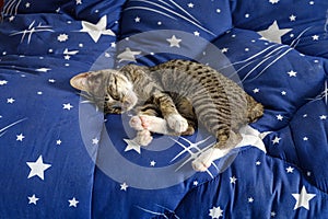 Kitten sleeping on a mattress