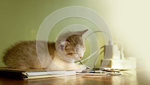 The kitten is sleeping next to the power outlet.