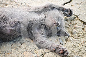 Kitten sleeping outdoor