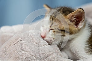 Kitten sleeping on soft cloth