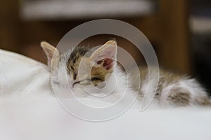 Kitten sleeping on soft cloth