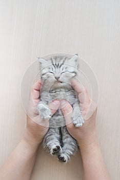 Kitten sleeping in woman hands