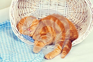 Kitten sleeps in a basket photo