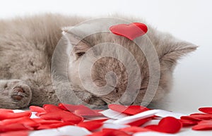 Kitten sleeps with its nose buried in the hearts. Valentine`s day and cats. Purebred British shorthair cat, smoke color. the love