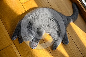 The kitten sleeps in the supine position with his hands up. Very funny and cute pose, a blue British Shorthair cat lying