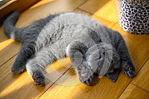 The kitten sleeps in the supine position with his hands up. Very funny and cute pose, a blue British Shorthair cat lying on floor