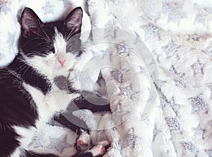 The kitten sleeps sweetly on plush fabric with stars.