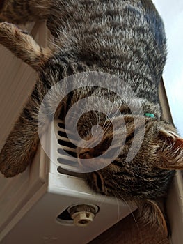 The kitten sleeps on a warm heating radiator. Striped kitten on a heating battery