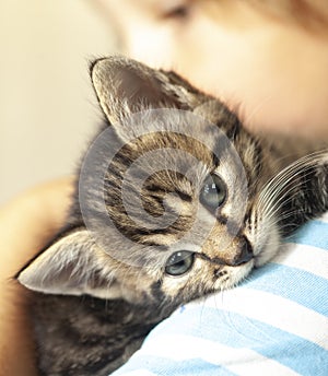 Kitten slip on the shoulder of the boy indoors