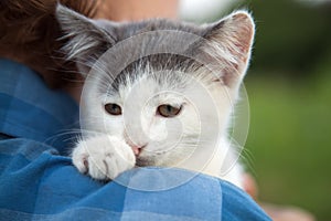 Kitten slip on the shoulder of the boy outdoors