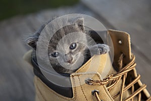 Kitten with smoky color and blue eyes in the boot, in the nature