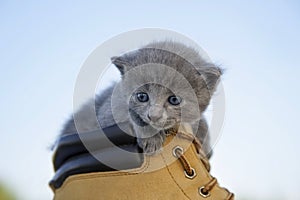Kitten with smoky color and blue eyes in the boot, in the nature