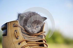 Kitten with smoky color and blue eyes in the boot, in the nature