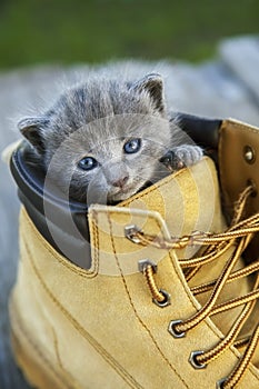 Kitten with smoky color and blue eyes in the boot, in the nature