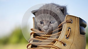 Kitten with smoky color and blue eyes in the boot, in the nature on the background of summer green