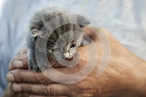 Kitten with a smoky color and blue eyes in hands of an old man i