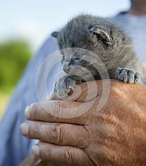 Kitten with a smoky color and blue eyes in hands of an old man i