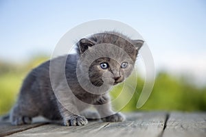 kitten with a smoky color and blue eyes outdoors against the background a summer green