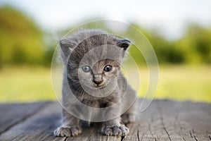 kitten with a smoky color and blue eyes outdoors against the background a summer green