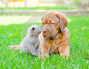 Kitten sniffing puppy on the green grass