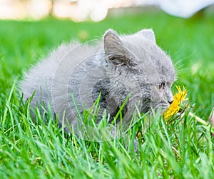 Kitten sniffs a dandelion in the green grass