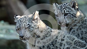 Kitten of snow leopard - Irbis Panthera uncia