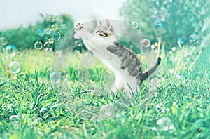 Kitten and soap bubbles