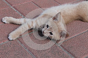 A kitten in a pose. plastic kitten. The kitten can pose