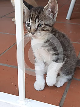 Kitten sore eye from fighting with siblings