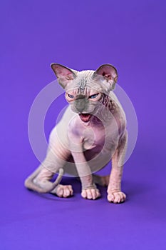 Kitten Sphynx in color of blue mink and white, sitting on purple background, looking down menacingly